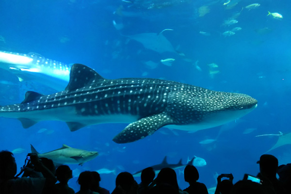 美ら海水族館